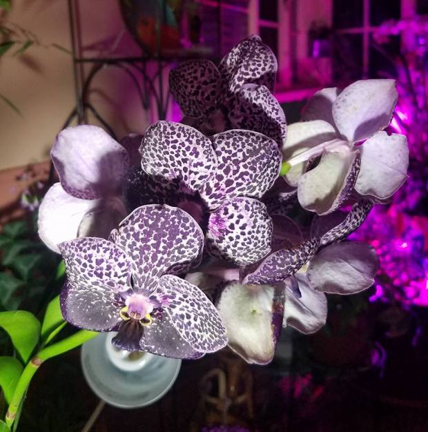 BlackCurrant Vanda