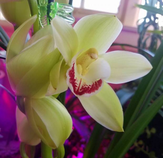 Hot Lips Cymbidium