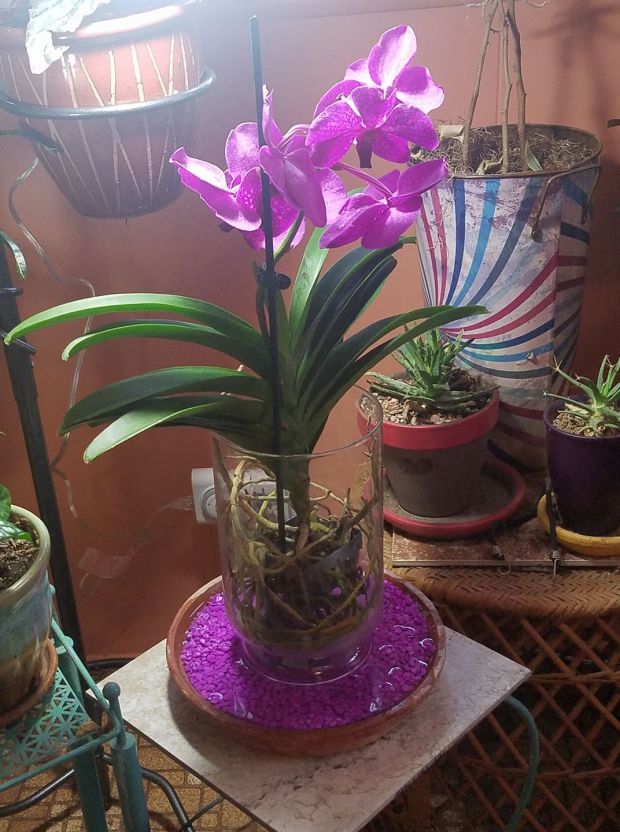 Pink Magic Vanda.jpg