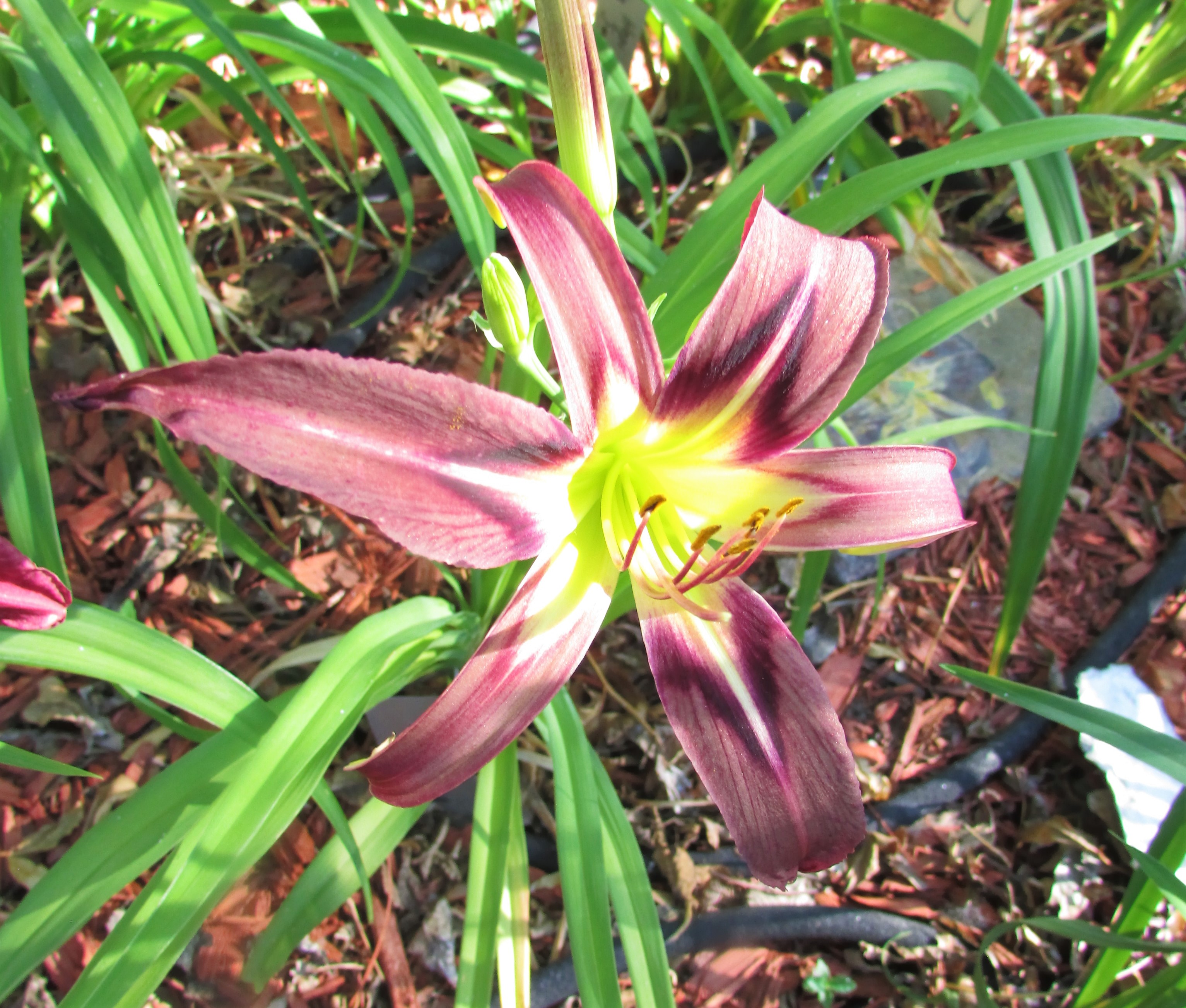 BlackArrowhead6.30.2.jpg