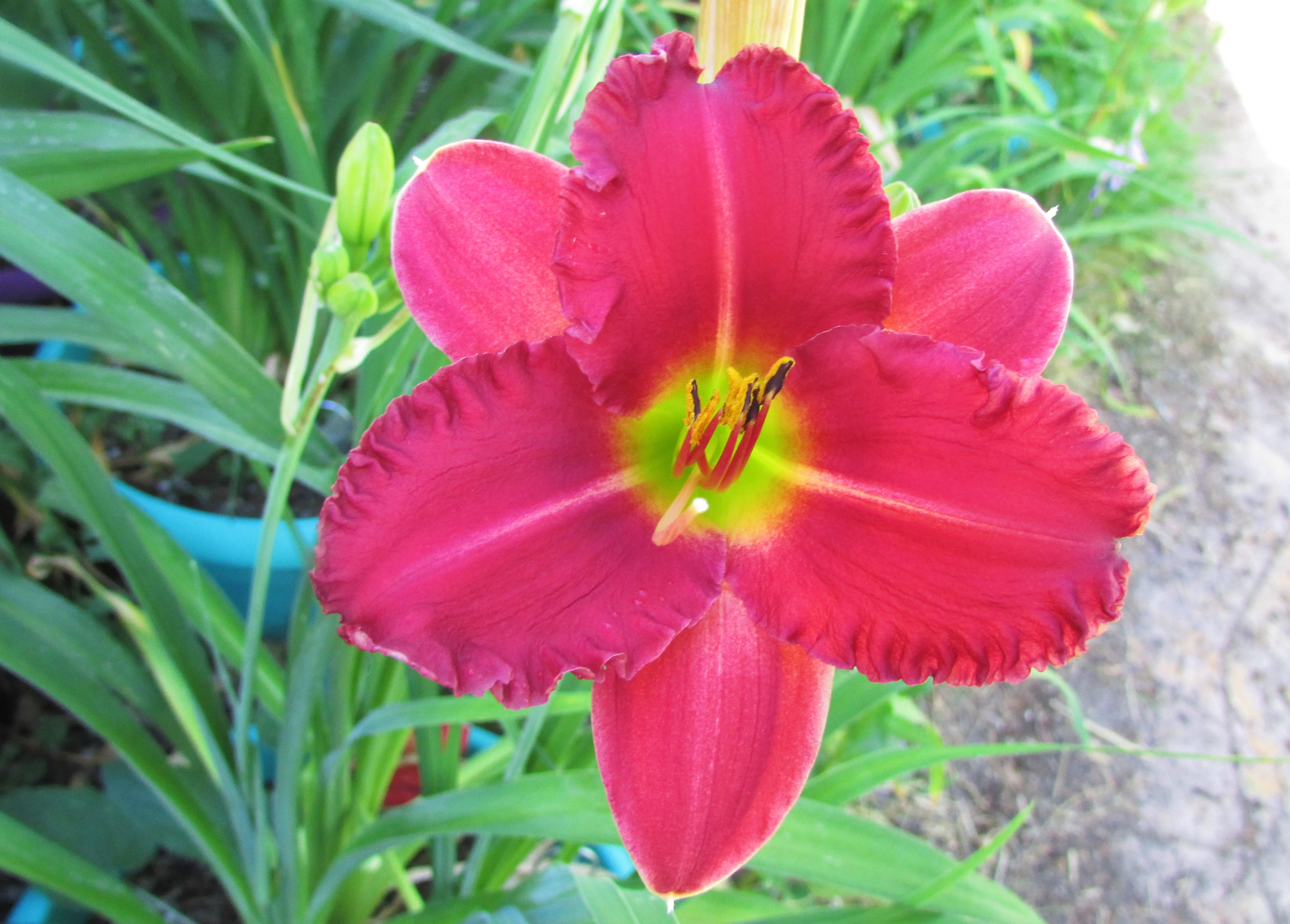 EarlyBirdCardinal6.30.1.jpg