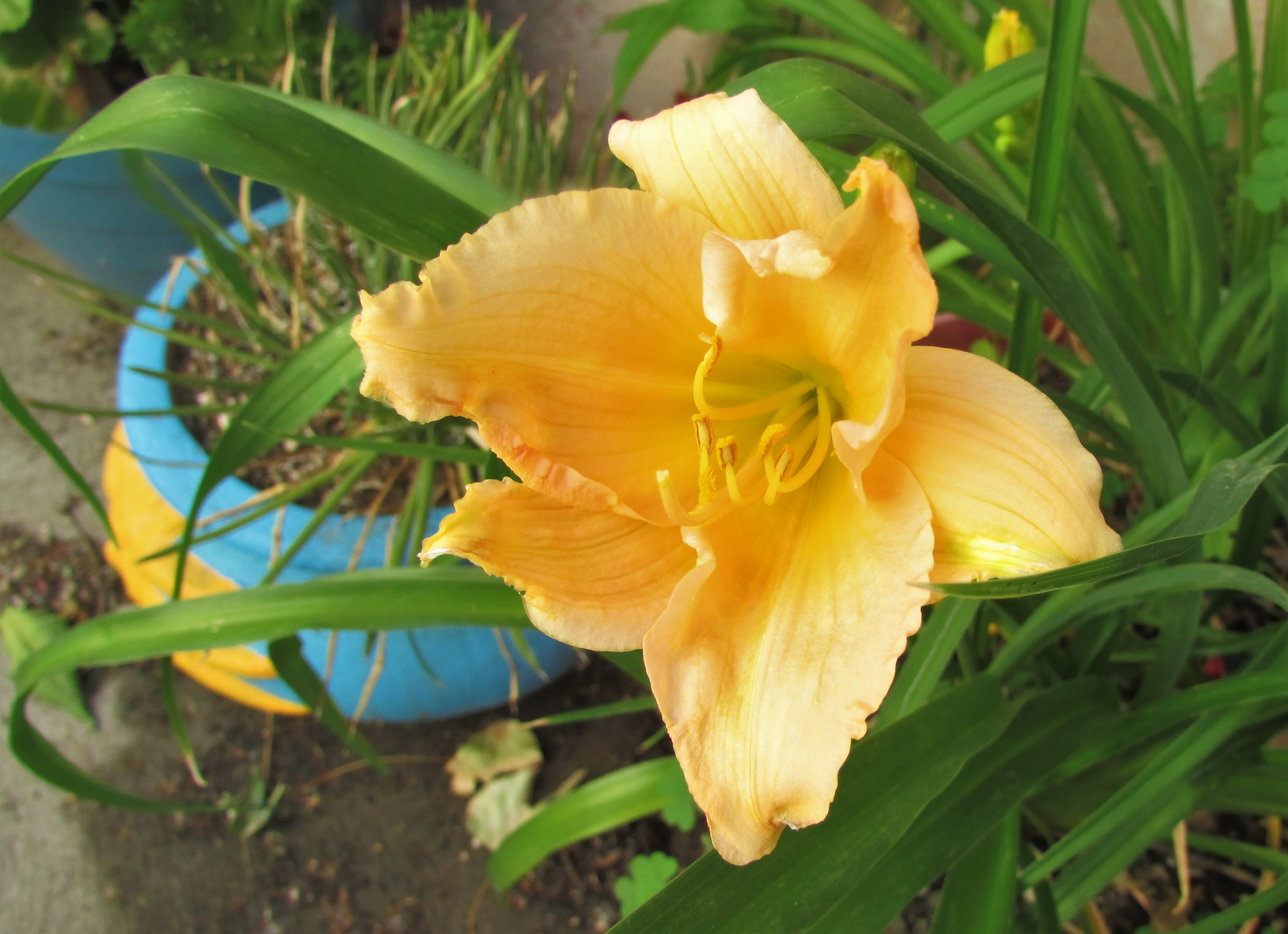 MiniPearl6.30.1.jpg