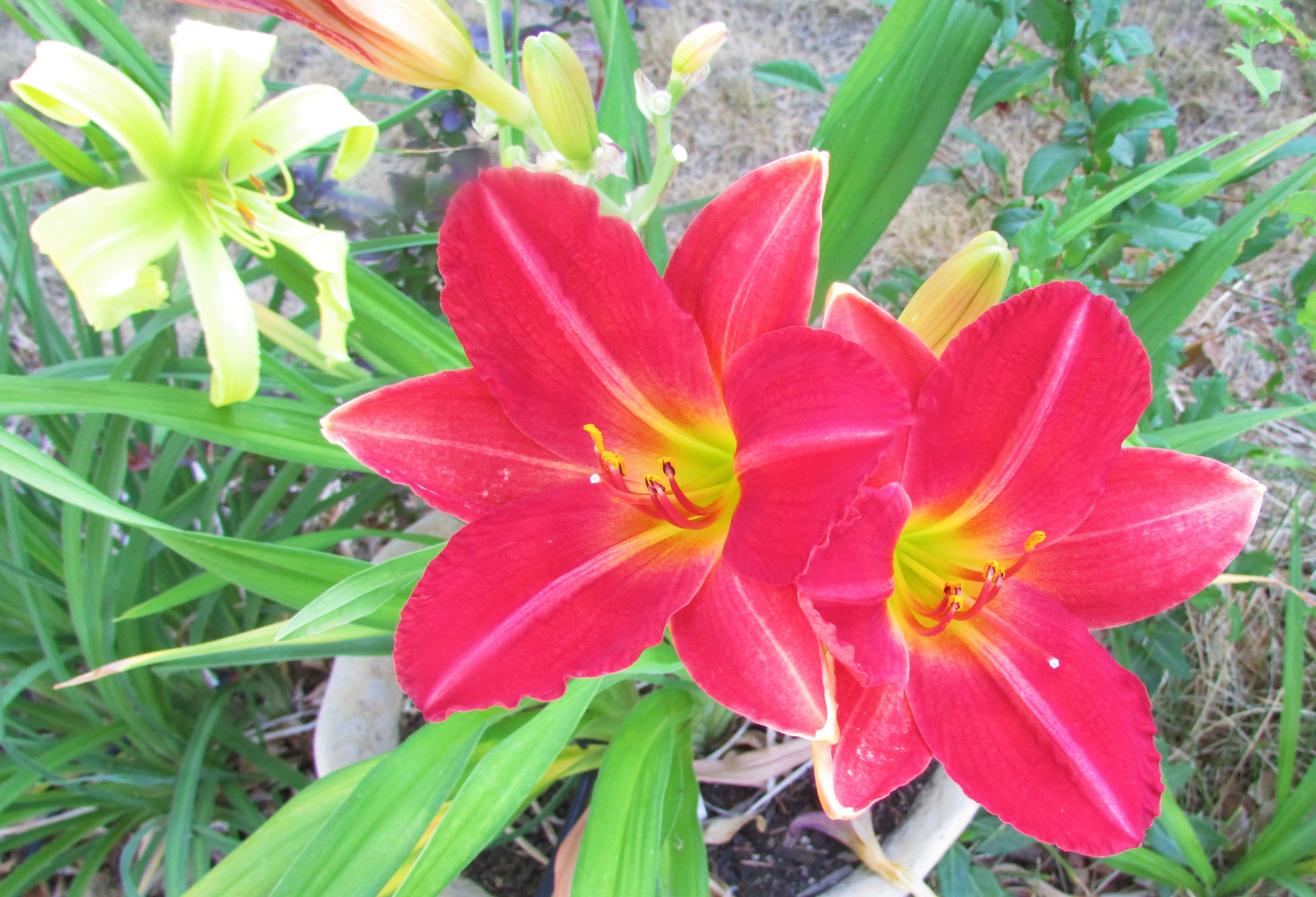 REdRiddle6.30.1.jpg