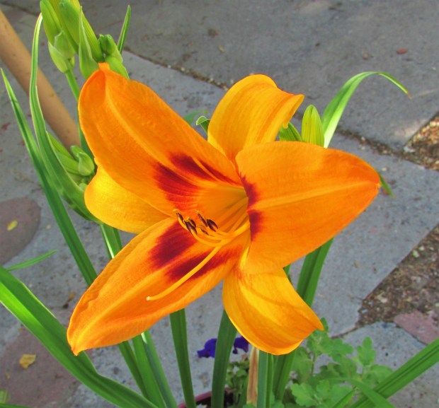 Saratoga Springtime6.5.1