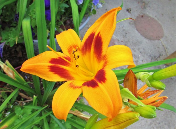 SaratogaSpringtime6.14.2