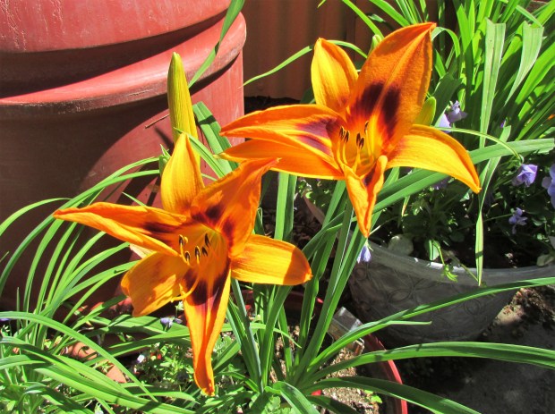 SaratogaSpringtime6.4.1