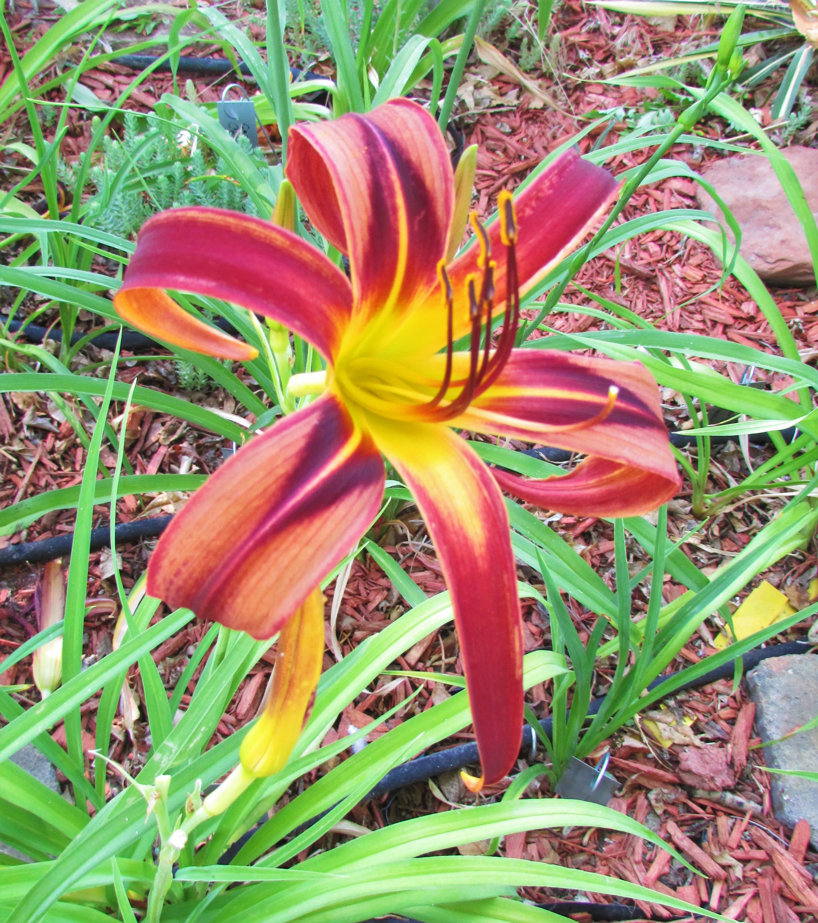 ApacheBandana6.26.3.jpg