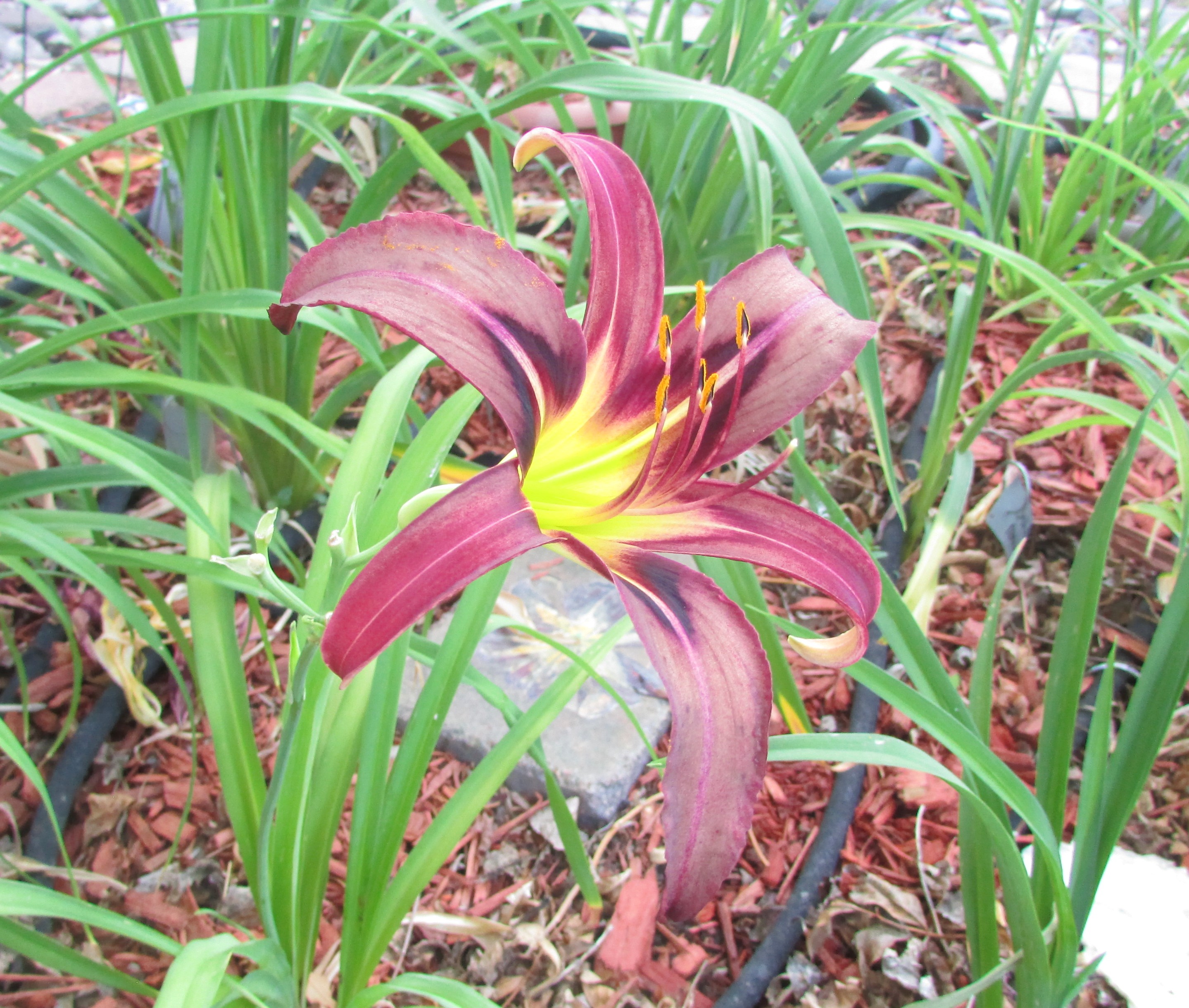 BlackArrowhead7.10.2.jpg