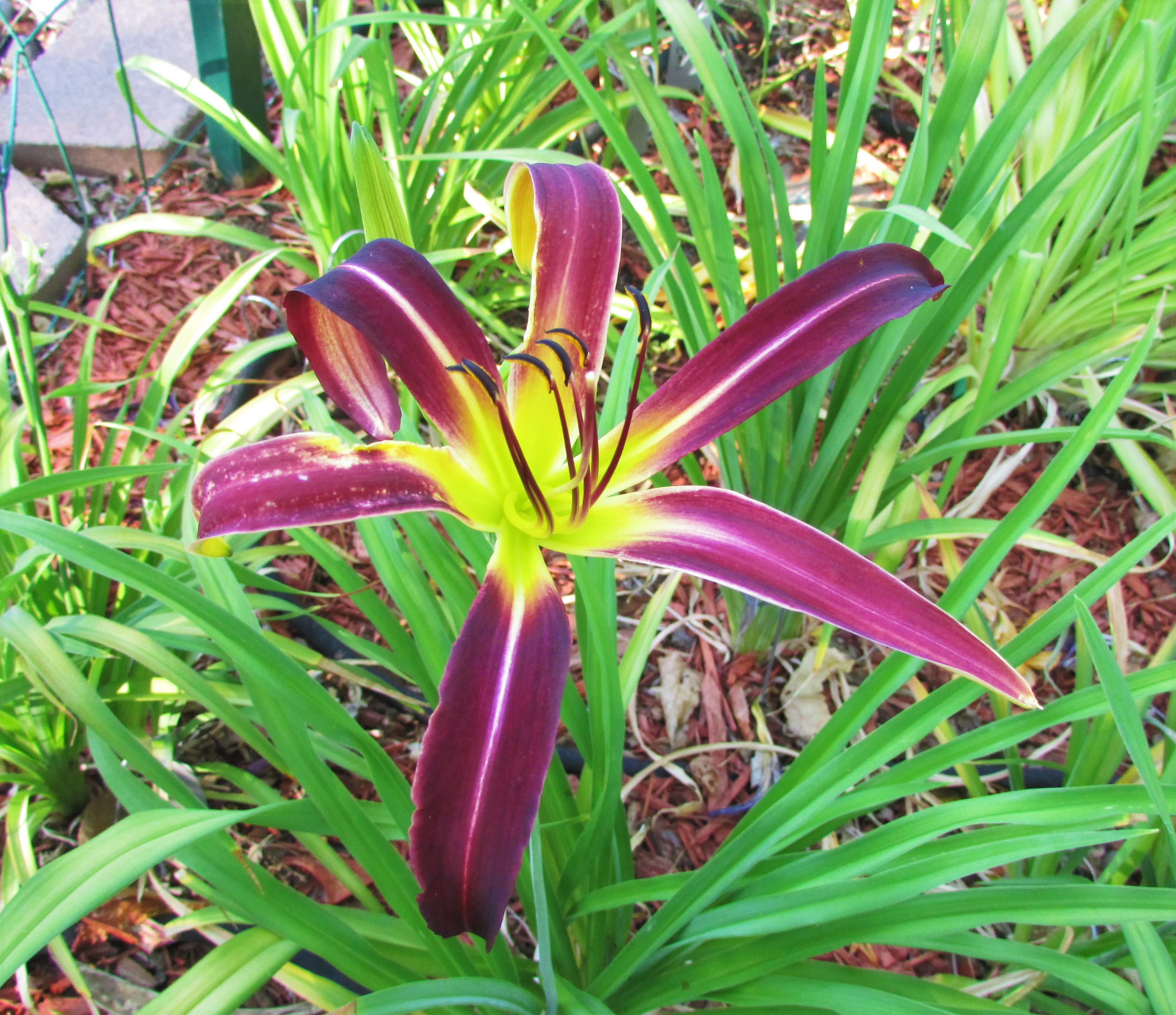 Iktomi7.6.3.jpg