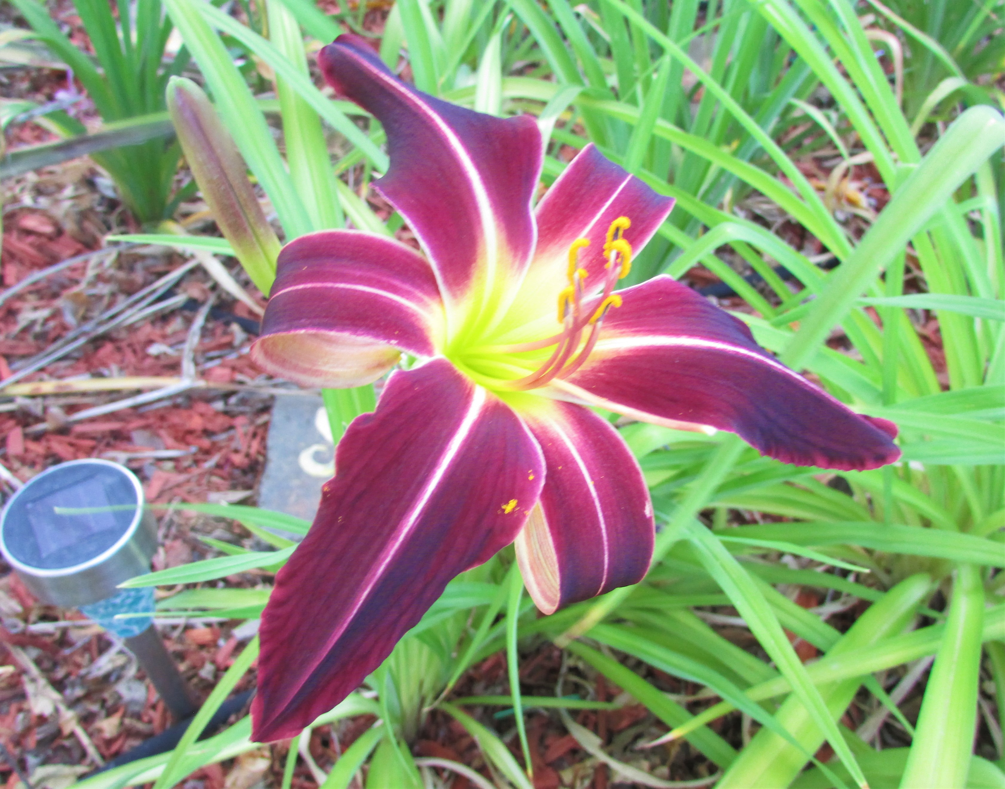 LaughingFeather6.29.1.jpg