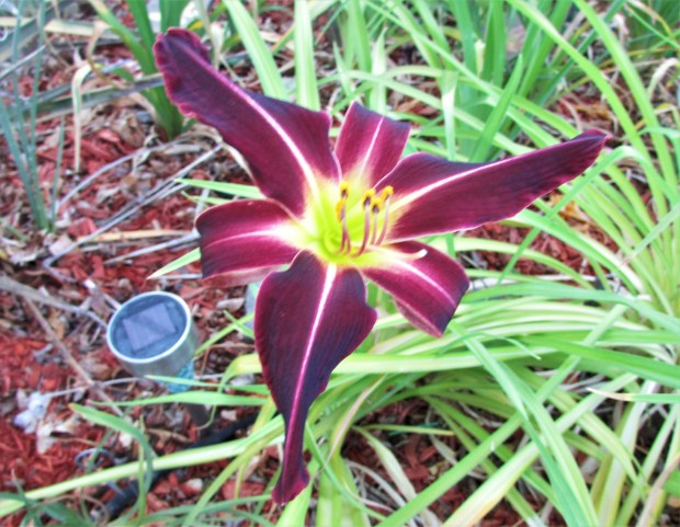 LaughingFeather7.9.1