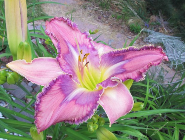 MildredMitchell7.3.2