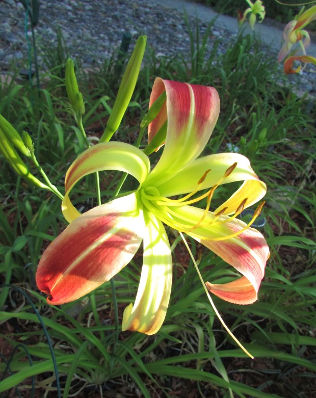 MountEchoSunrise7.16.1