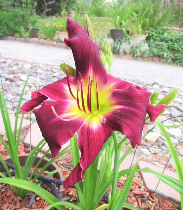 PurpleCornDancer7.20.3