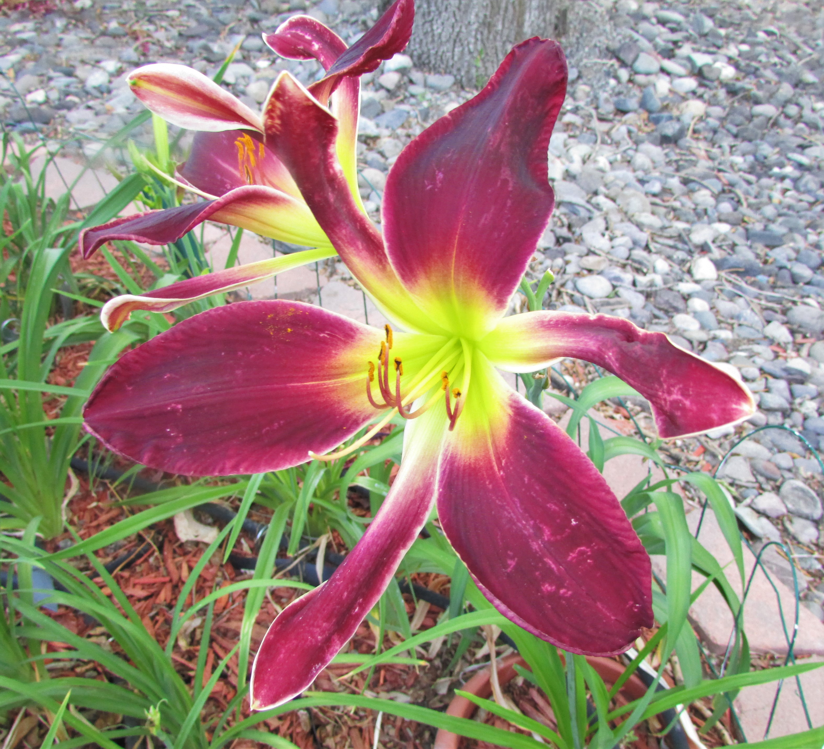 Talon6.29.3.jpg