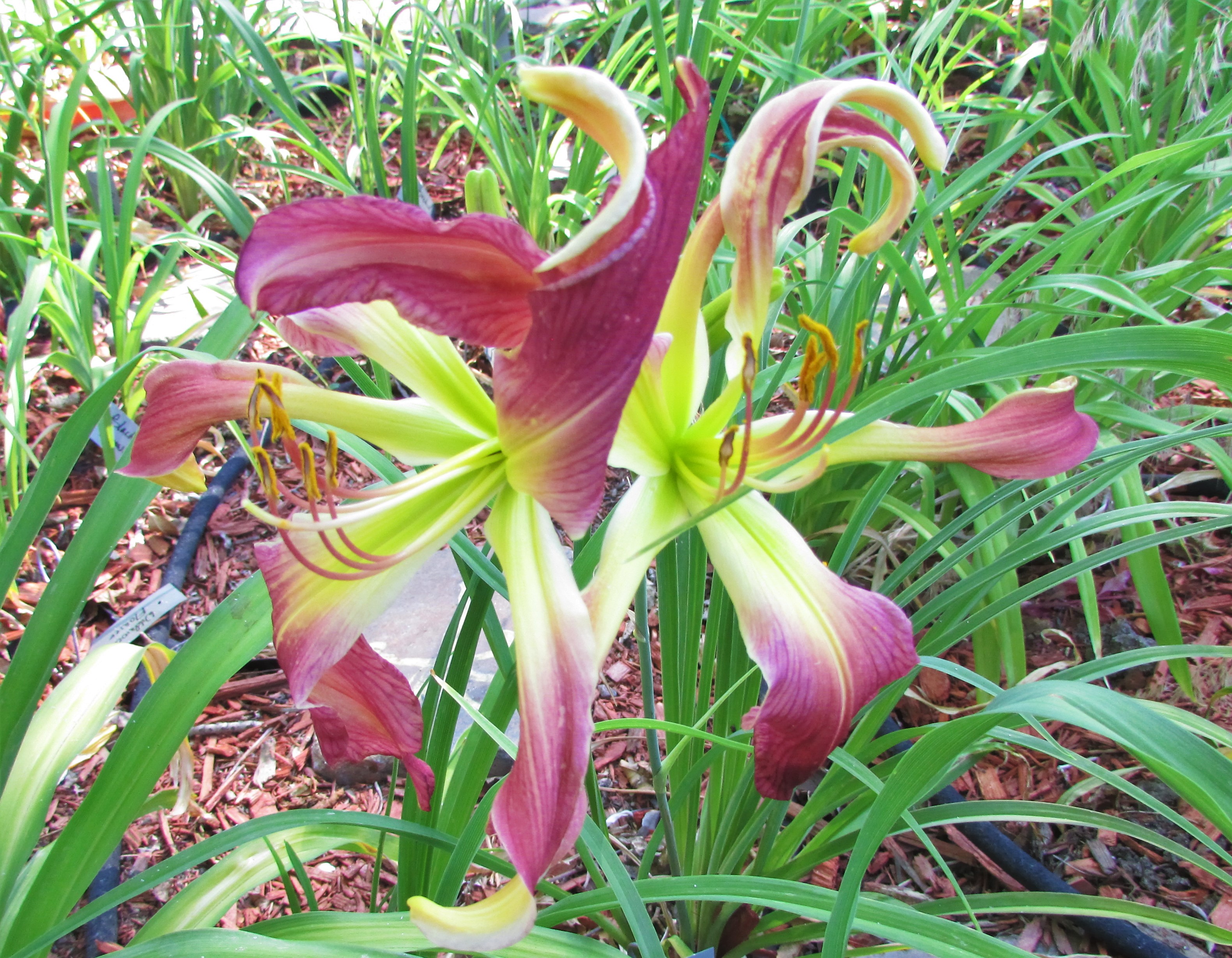 WildRose7.4.1.jpg