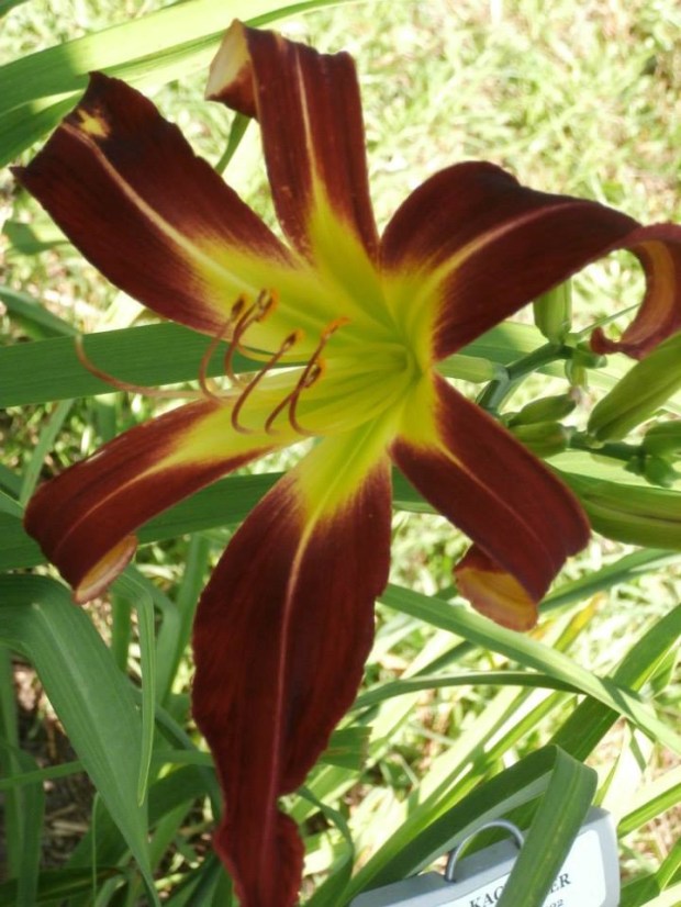 Kachina Firecracker.jpg