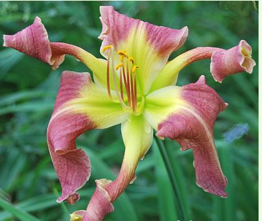 Spirit of the Morning