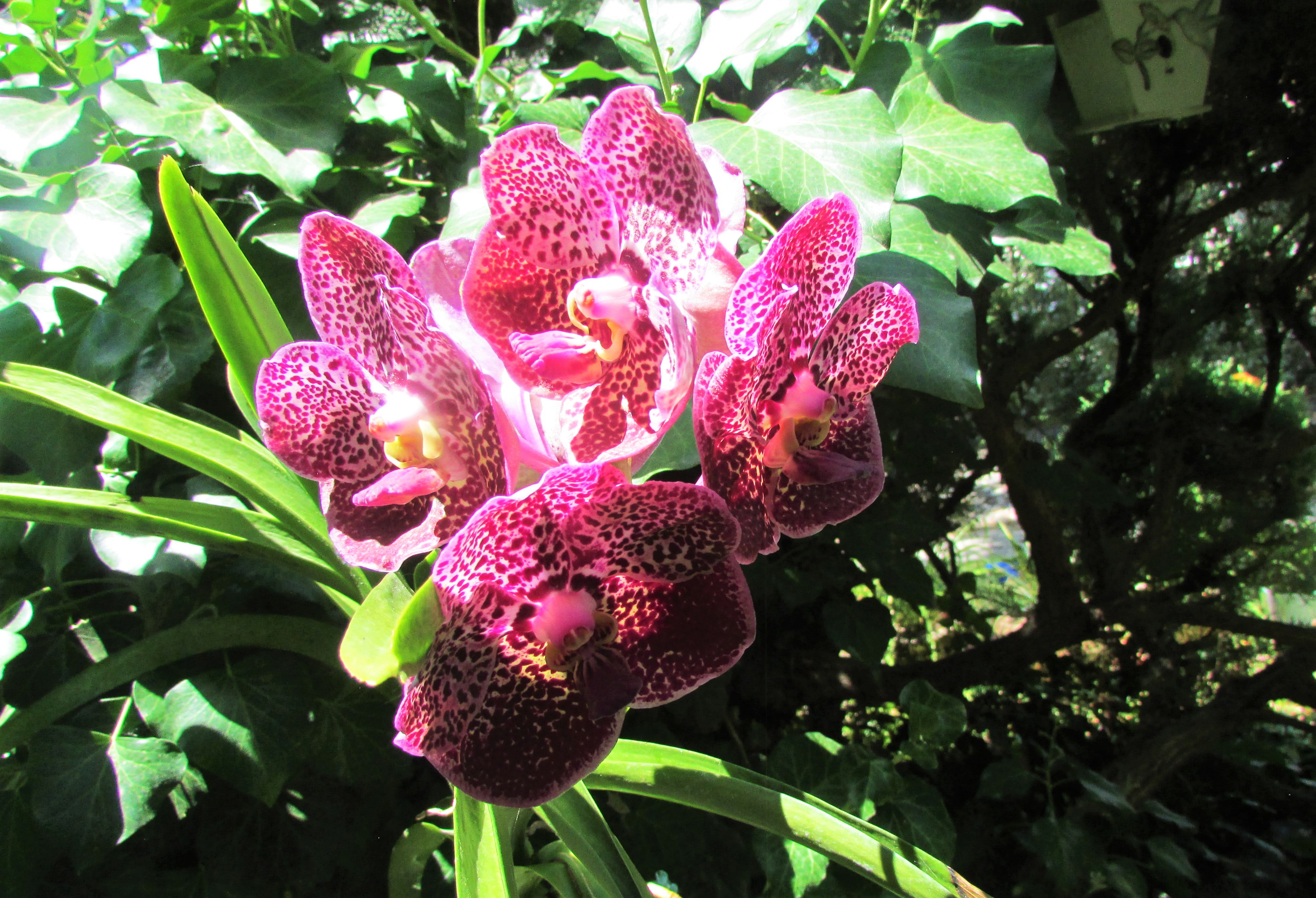 Vanda7.22.2.jpg