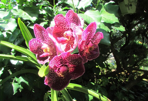 Vanda7.22.2.jpg