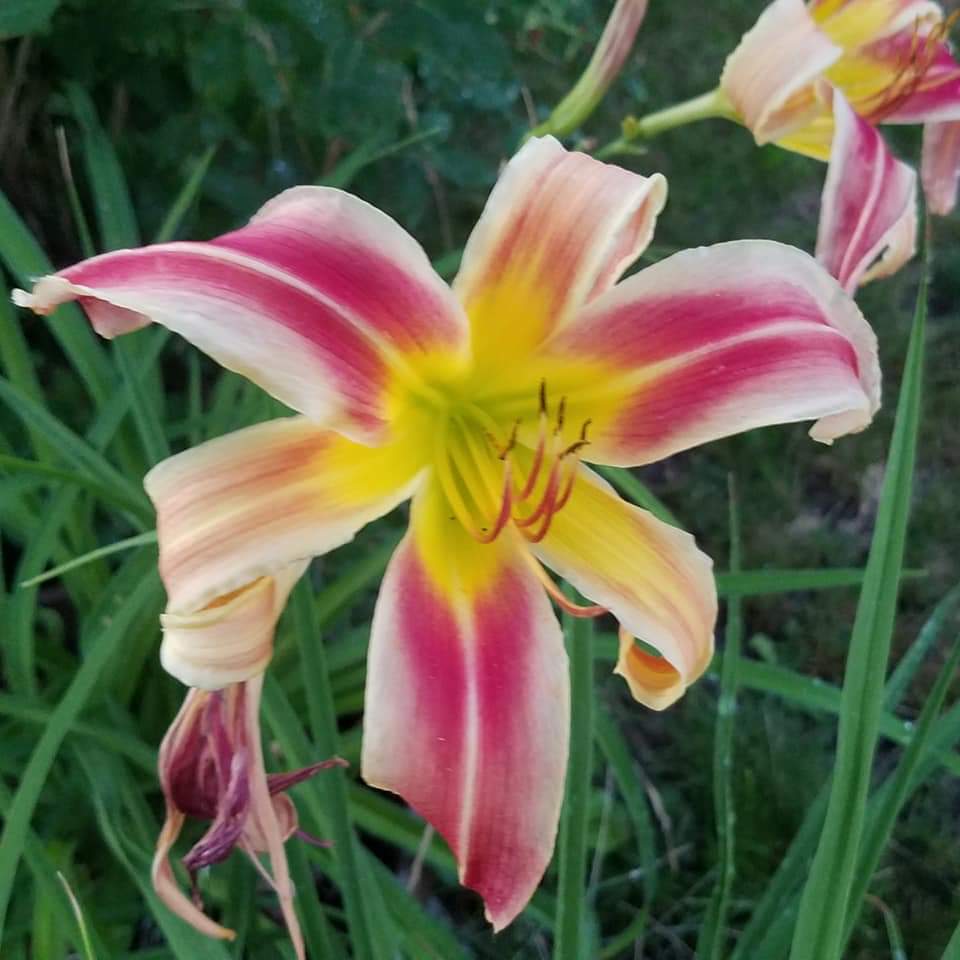 facebook_1563766594821