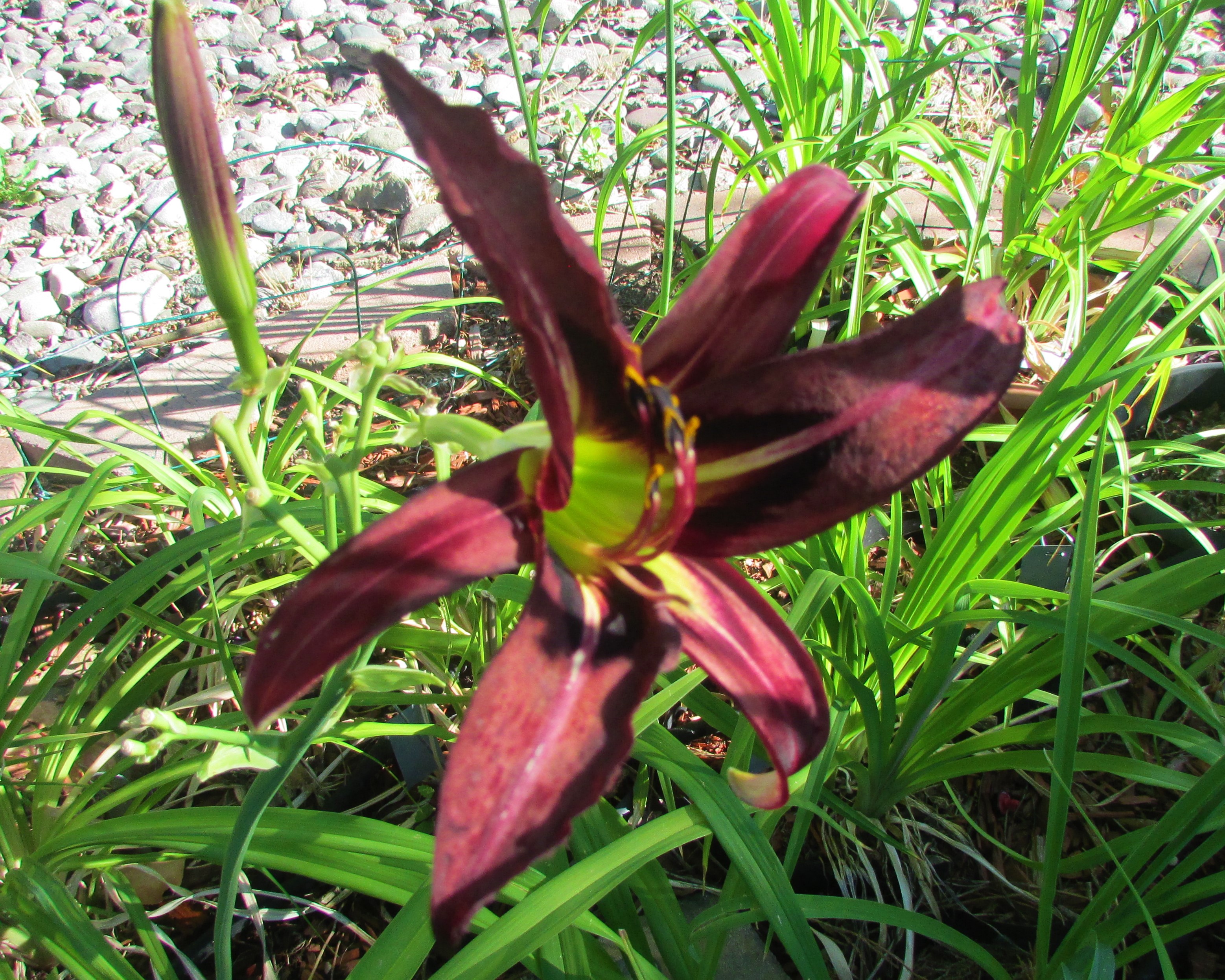 BlackArrowhead8.5.2