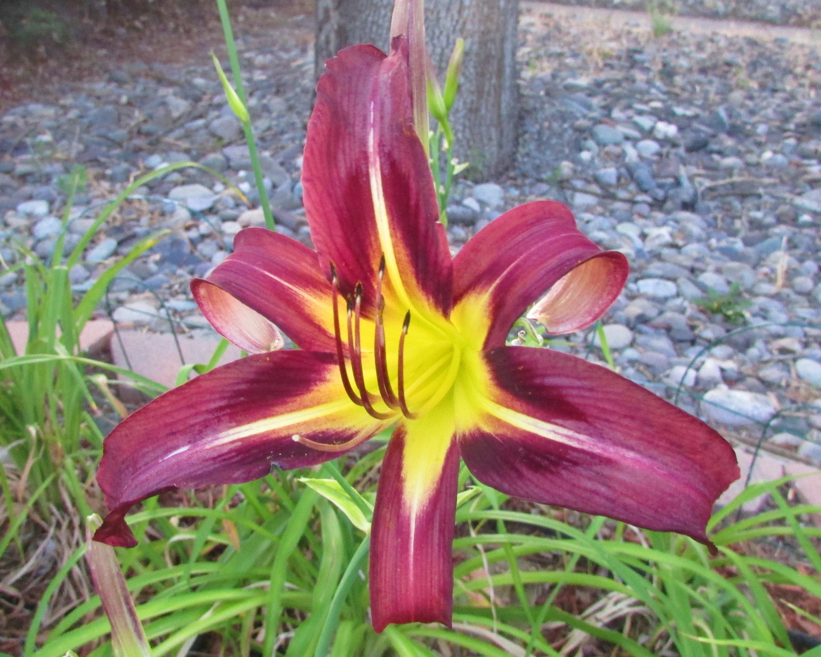 BlackArrowhead8.5.3.jpg