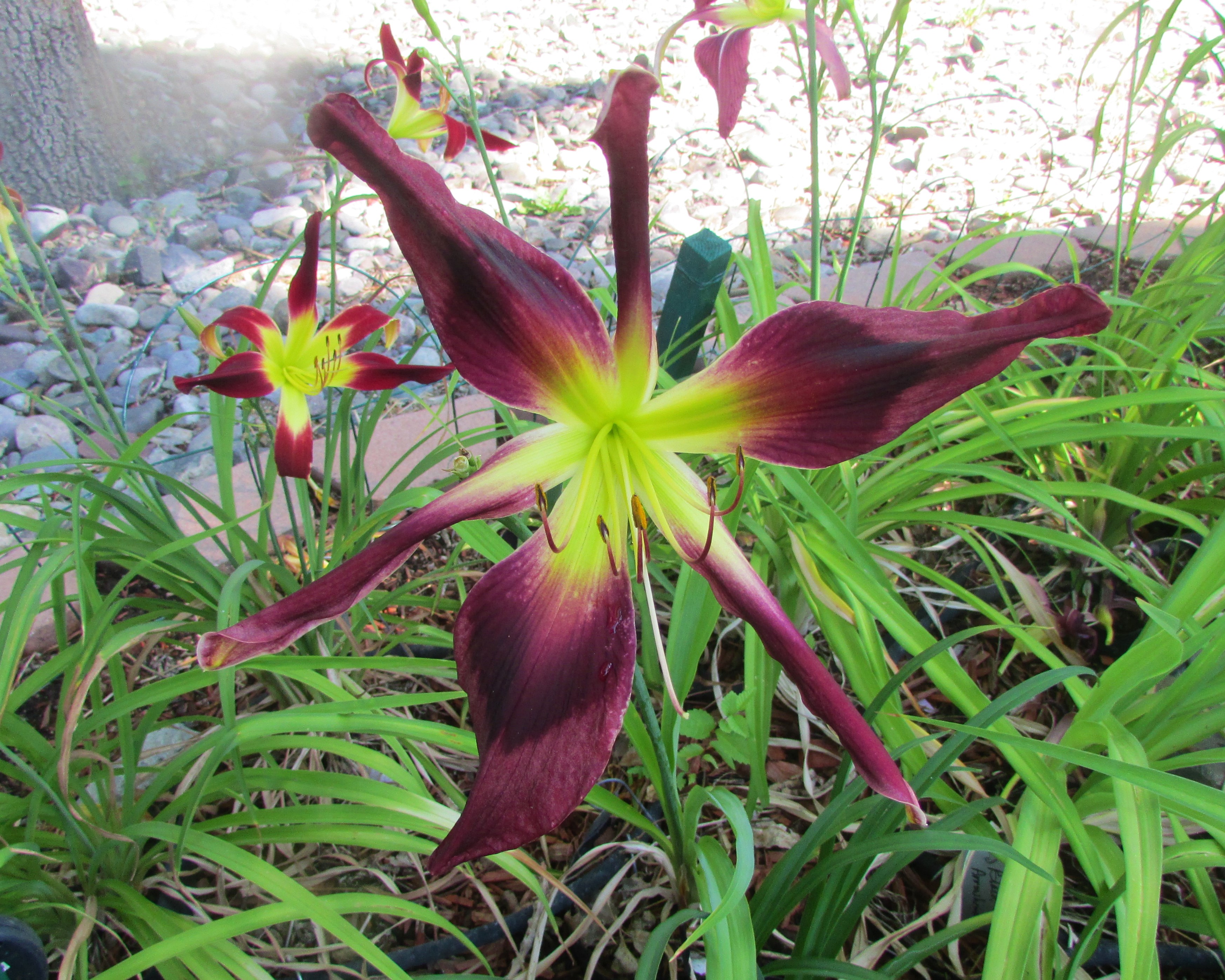 ChokecherryMountain7.28.1