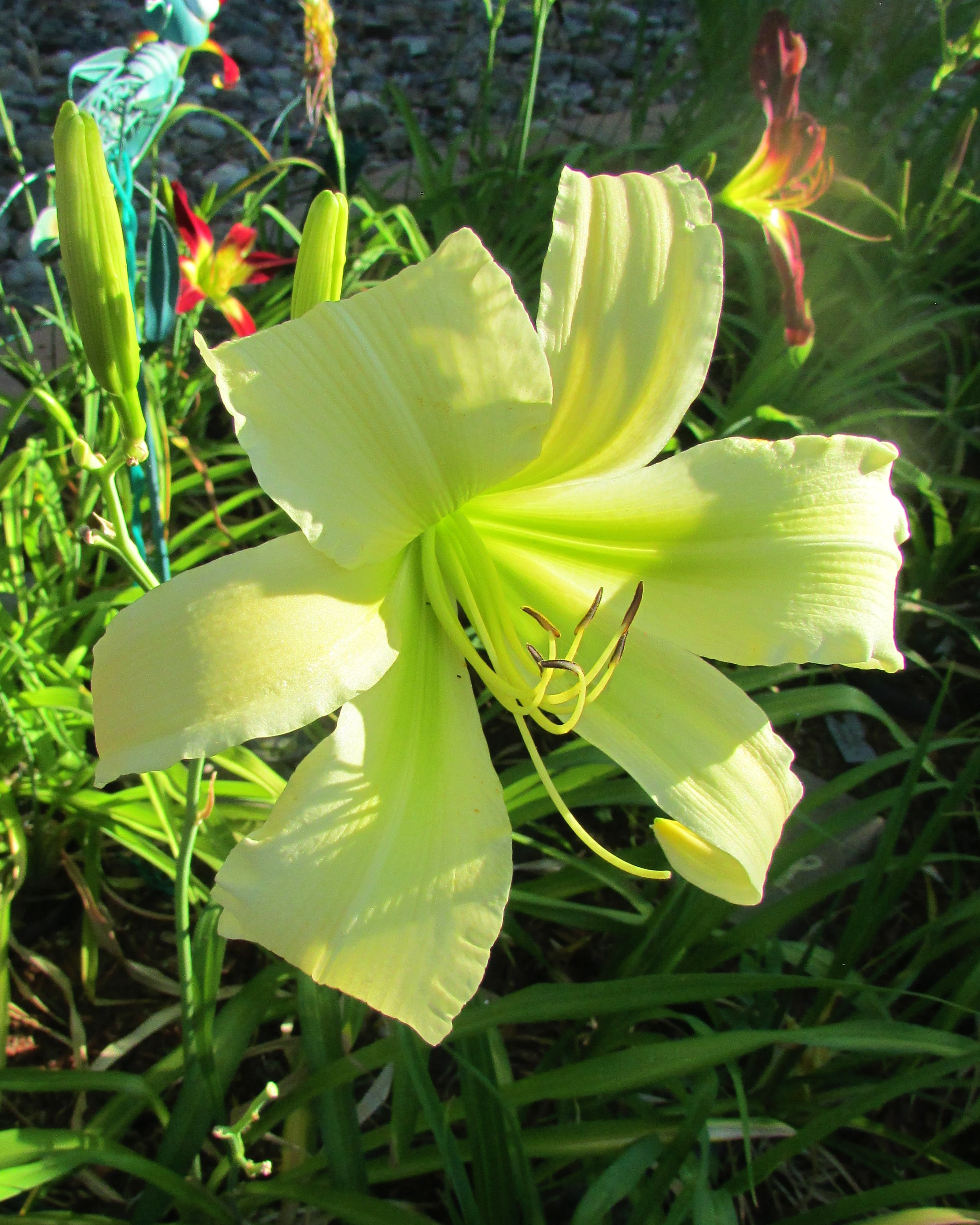 MountEchoSunrise7.22.1