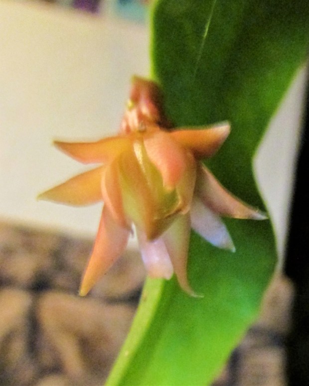 OrchidCactus8.12.9.jpg