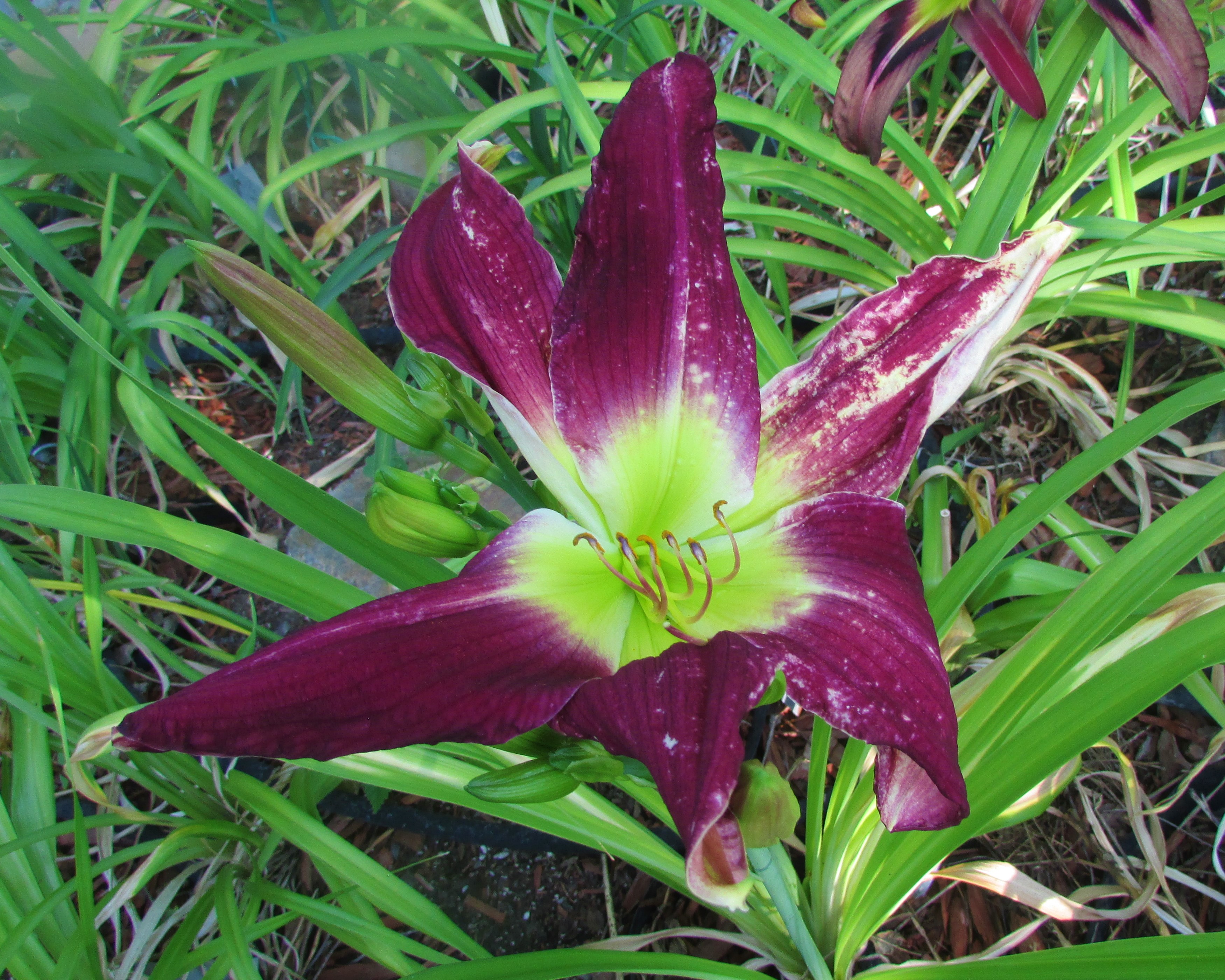 PurpleThunderbird7.30.2