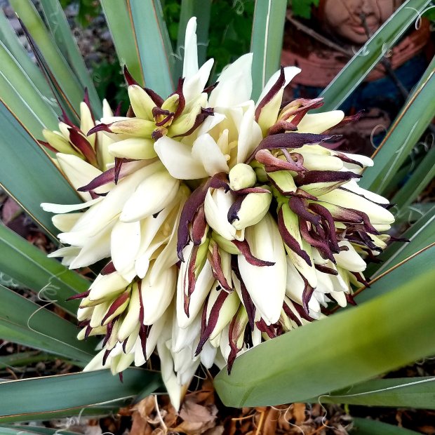 Yucca bloom after a wet spring in my yard