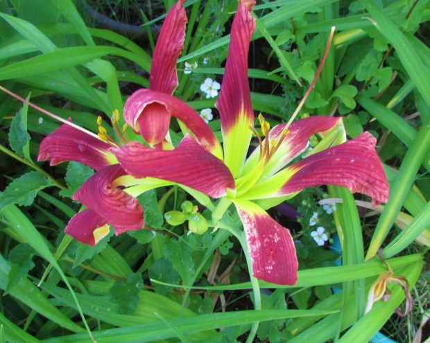 ComanchePrincess7.14.1