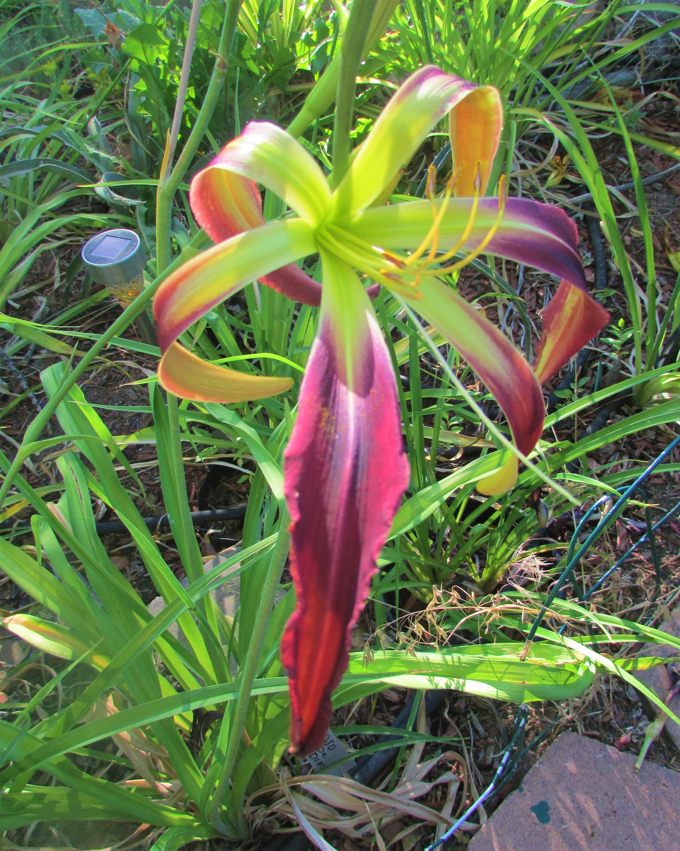 MedicineFeather7.22.1