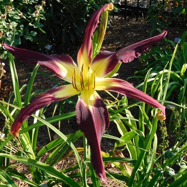 PUEBLO_DANCER_medium