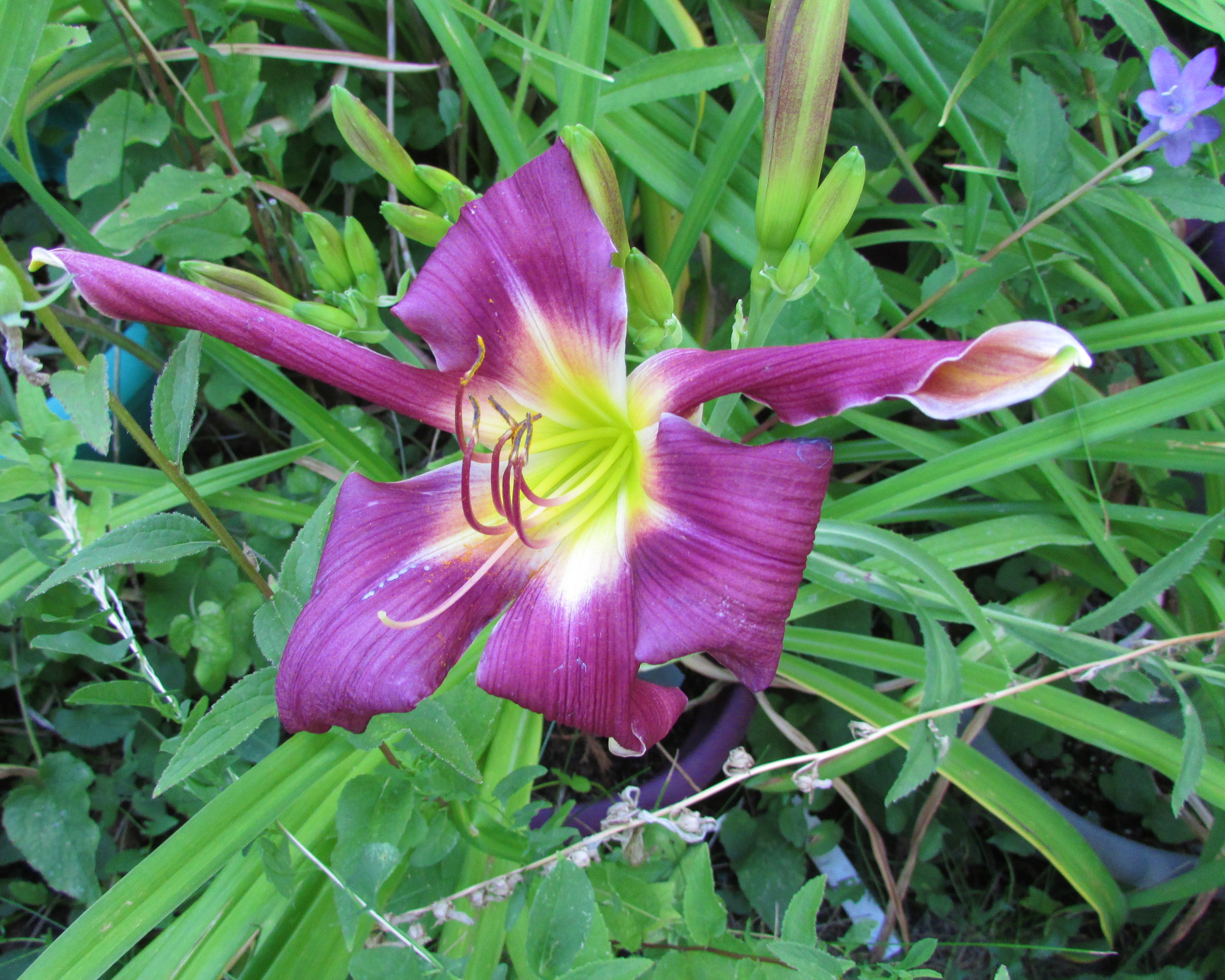 PurpleCornDancer8.15.2