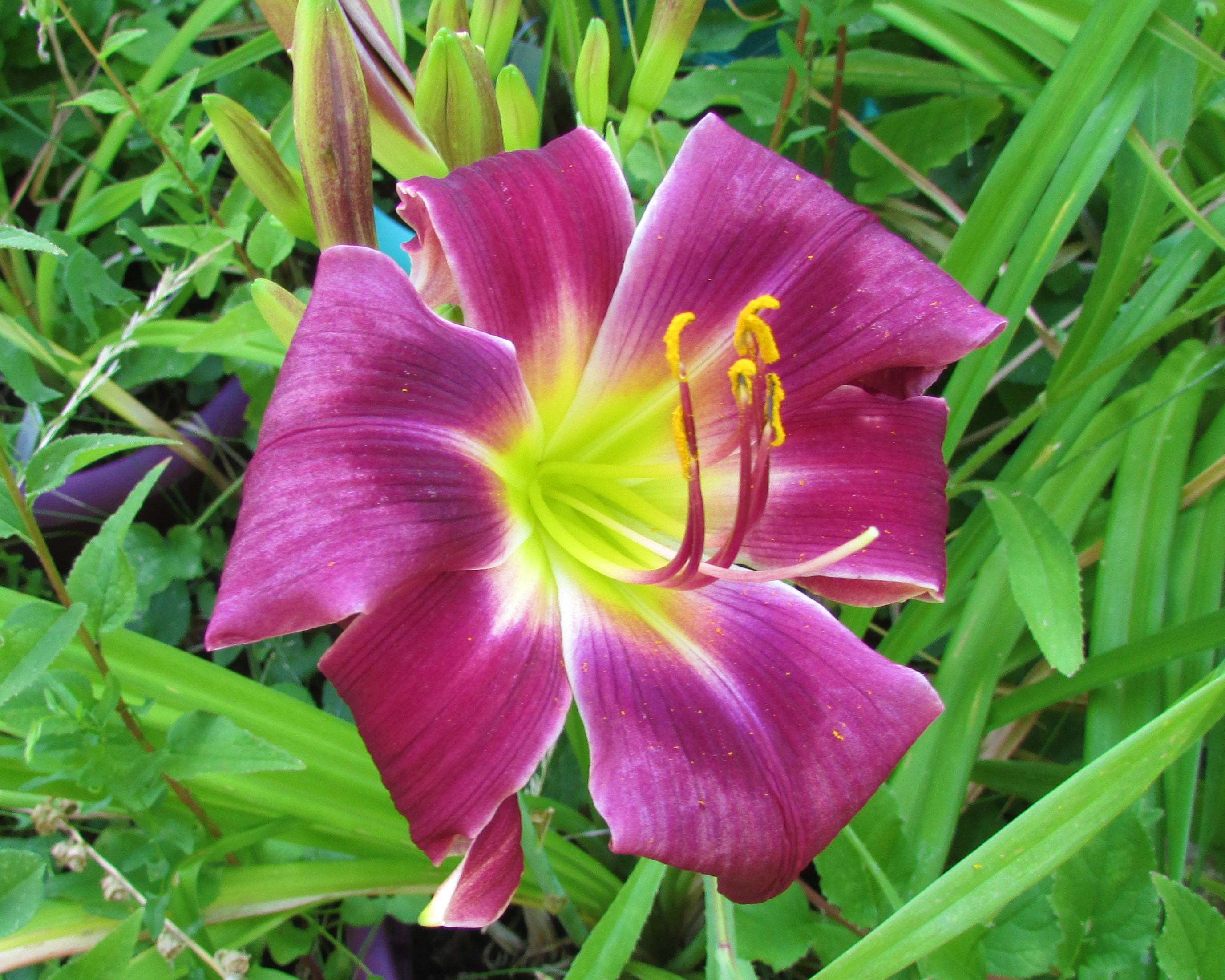 PurpleCornDancer8.24.1