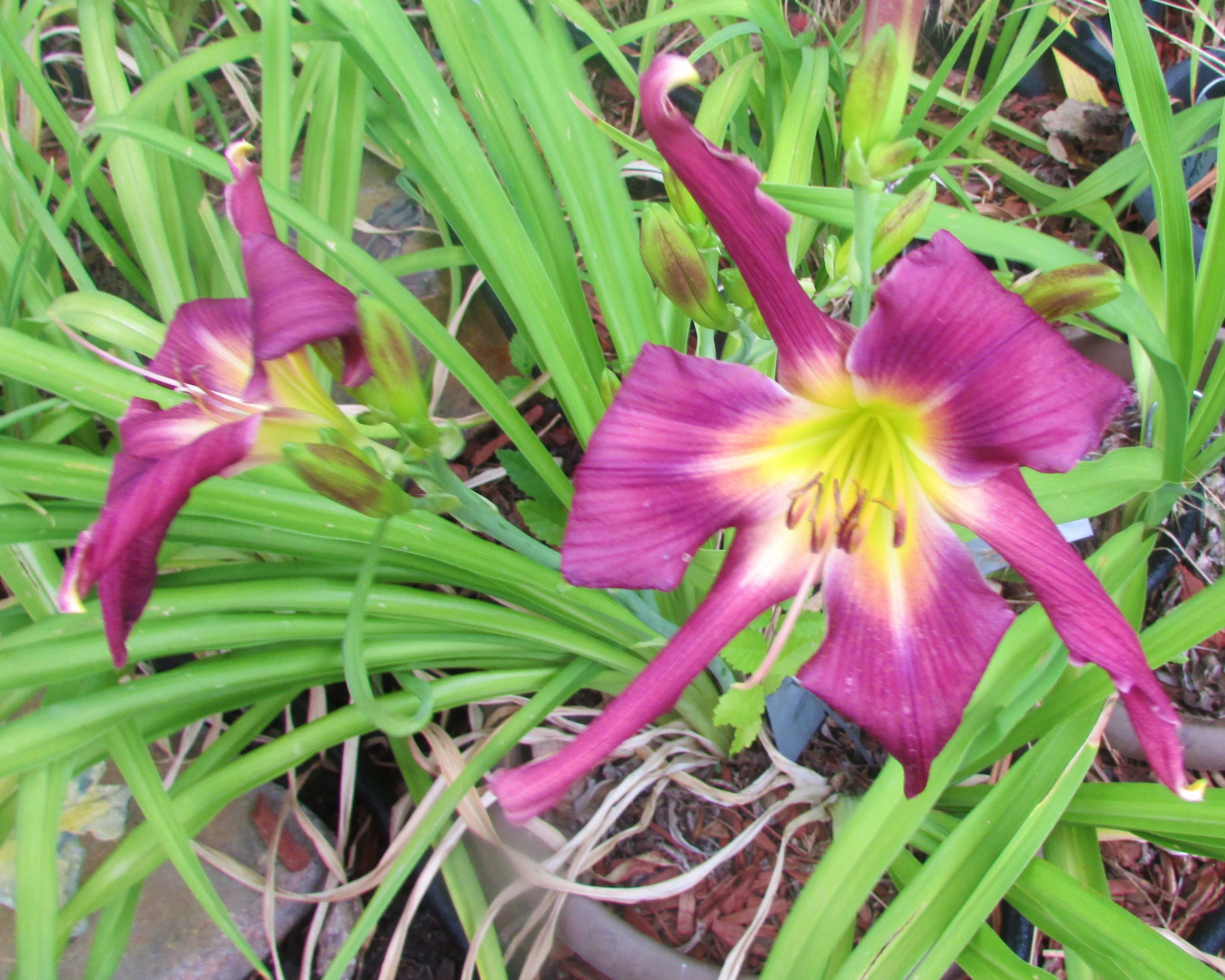 PurpleCornDancer8.9.4